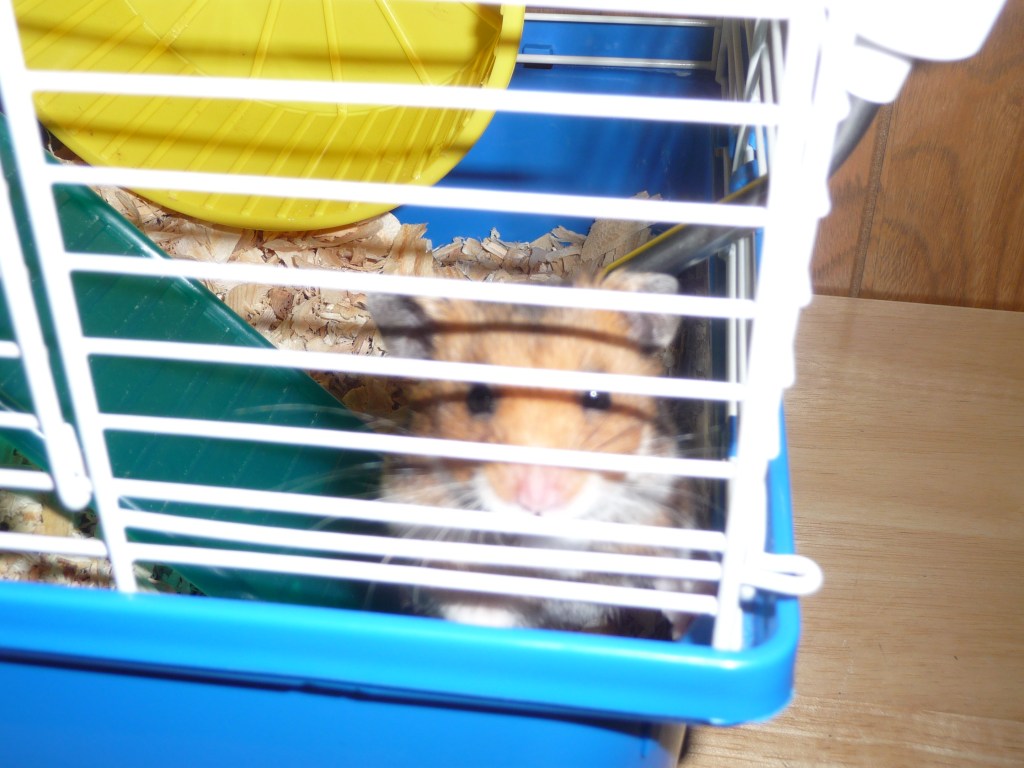 A Life Lesson from Jason the&nbsp;Hamster