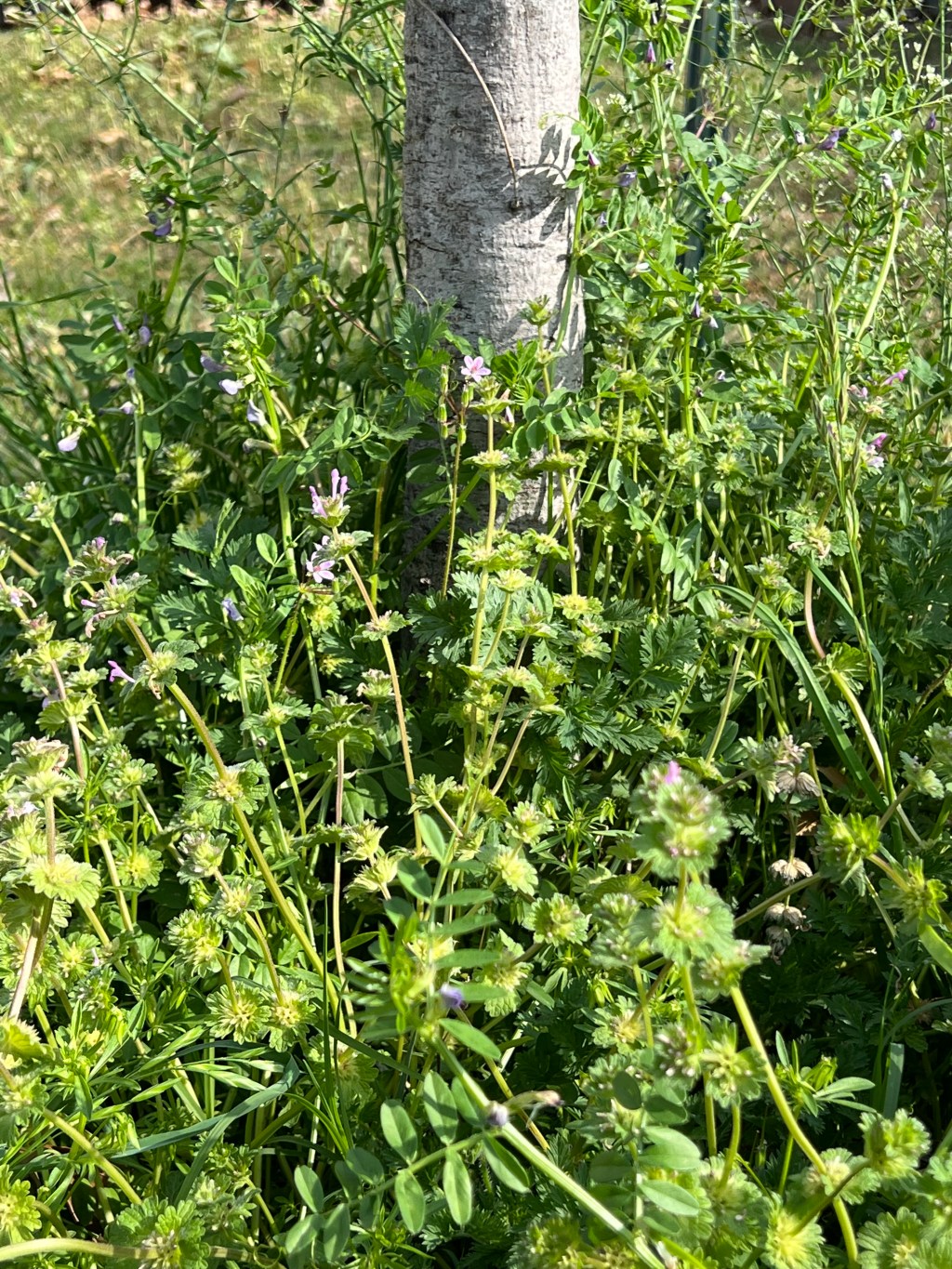 The Weeds Come&nbsp;Easy